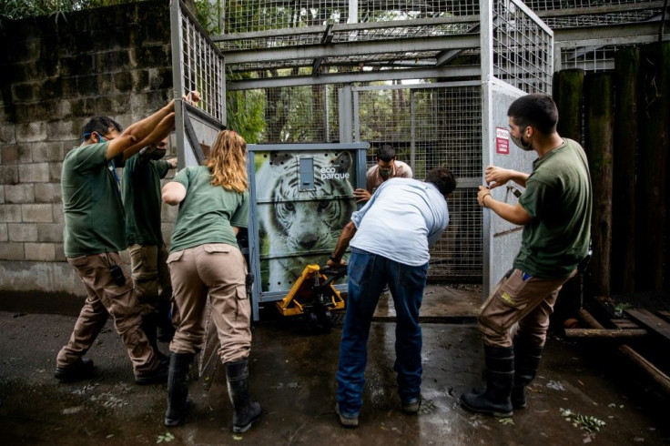 This handout picture from the Ecoparque BA, or Eco-park of Buenos Aires, shows keepers moving one of two white Bengal tigers in fitted cages to begin a journey to a far more spacious sanctuary in the US state of Colorado
