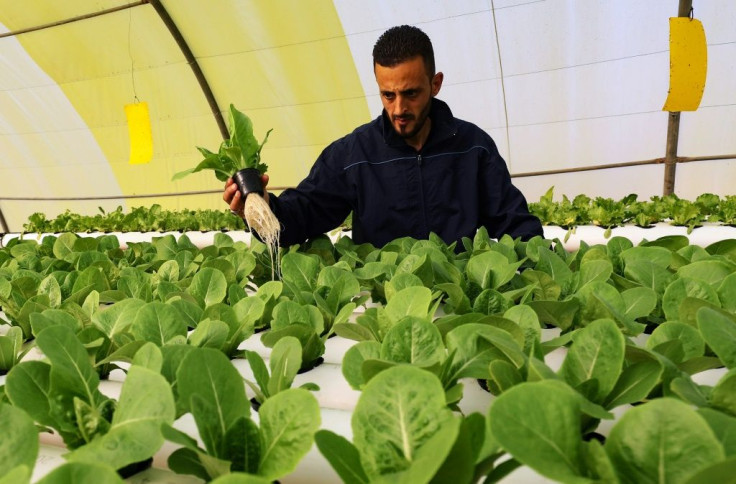 Mounir and his partner Siraj Bechiya are pioneering hydroponic farming in a small town 40 km outside the Libyan capital Tripoli