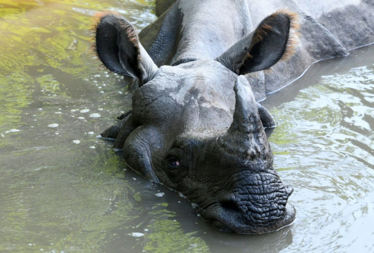 Thousands of one-horned rhinos once roamed the southern plains