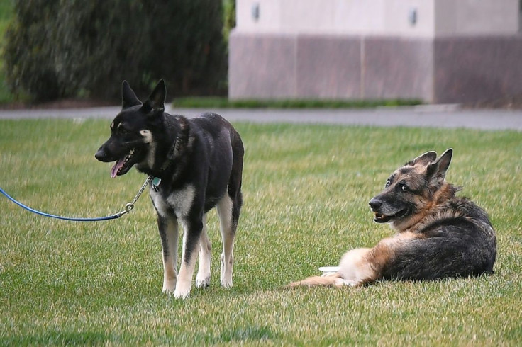 Major, on the left, needs to go back to school, though Champ, on the right, stays at the White House
