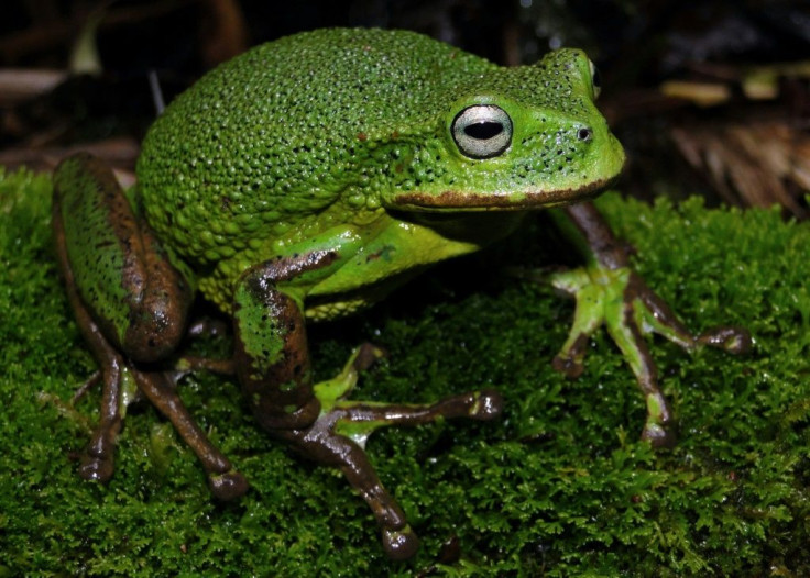 The new species of marsupial frog has thick granular skin and no markings on its belly