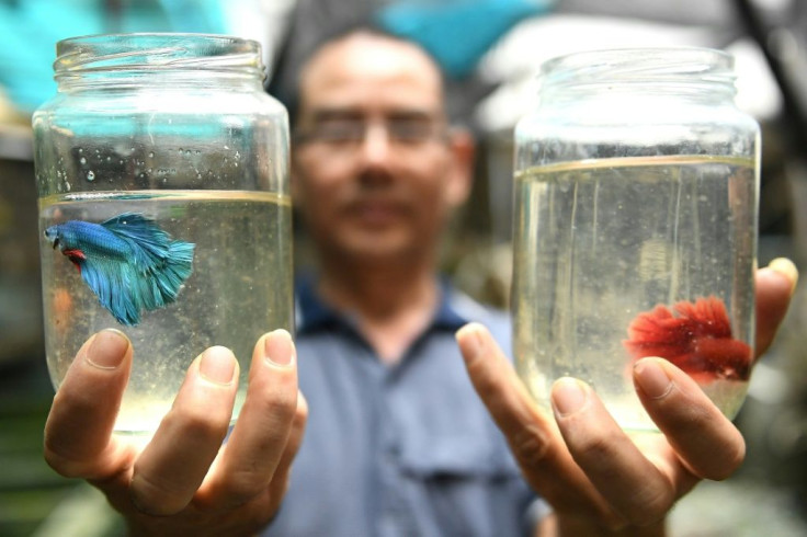 Tran Ngoc Thang has been breeding Siamese fighting fish, also known as betta fish, for more than 20 years in Vietnam