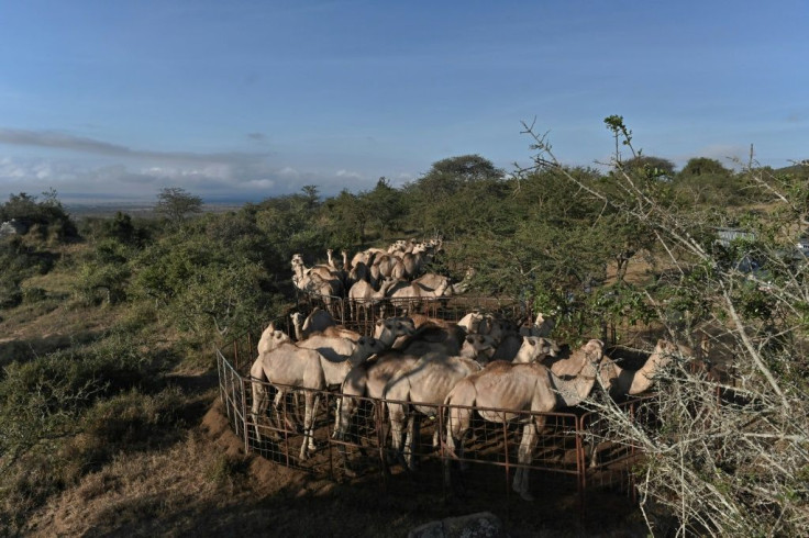 Pens used to hold camels on the crest of a hill at the International Livestock Research Institute (ILRI) ranch