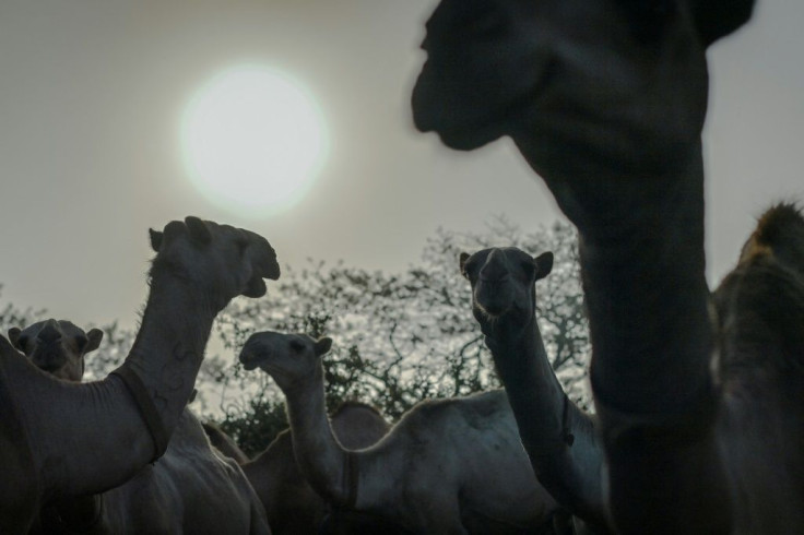 Camels stand in their pens as they wait to be released to pasture at the International Livestock Research Institute (ILRI) ranch