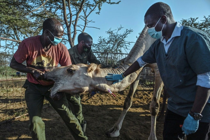 Nelson Kipchirchir, at right, a research associate and resident vet, draws blood from an artery in the neck of a female camel as she is held down by livestock handlers