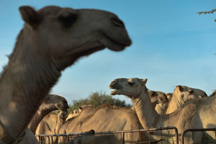 Camels stand in their pens as they wait to be released to pasture at the International Livestock Research Institute (ILRI) ranch