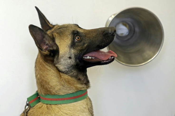 Specially trained sniffer dogs can detect Covid in a person in a few seconds