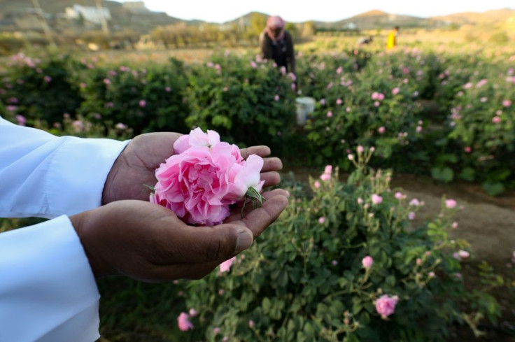 Known as the city of roses, with approximately 300 million blooms every year, Taif has more than 800 flower farms