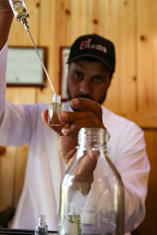 Taif rose oil is a prized component in the cosmetic and culinary industries