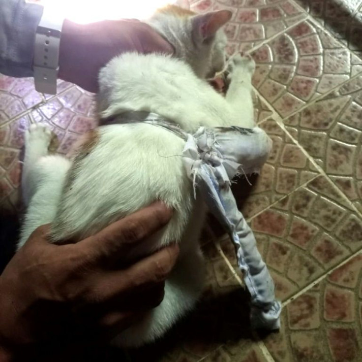 The white cat bearing an assortment of drugs in a pouch tied to its body