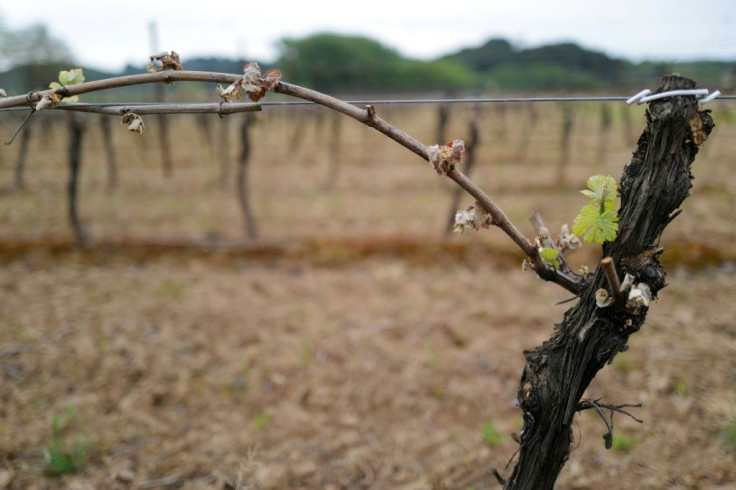 Vine buds and leaves damaged by the frost in southern France