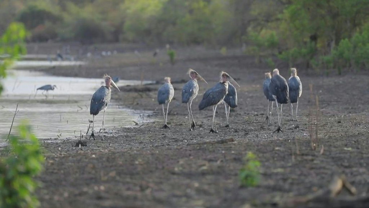 Tucked away by the Ethiopian border, Sudan's Dinder National Park boasts the country's most diverse wildlife, but with human violations mounting, the park and its variety of habitats are at risk.