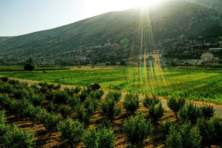 Farmers hit by Lebanon's economic crisis say growing hashish is less expensive than growing basic produce such as potatoes or green beans