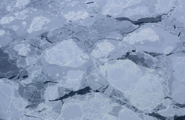 Loss of sea ice could be a factor in the unusual bowhead whale behaviour observed by scientists