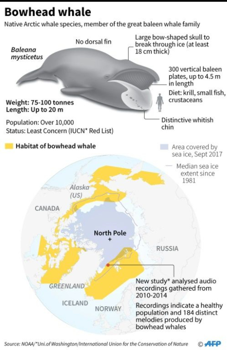Factfile on bowhead whales.