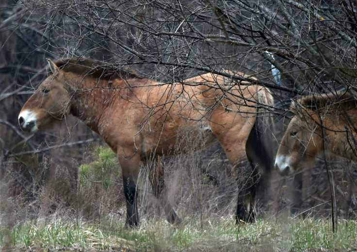 Przewalski's horses wander near a forest road in the Chernobyl zone