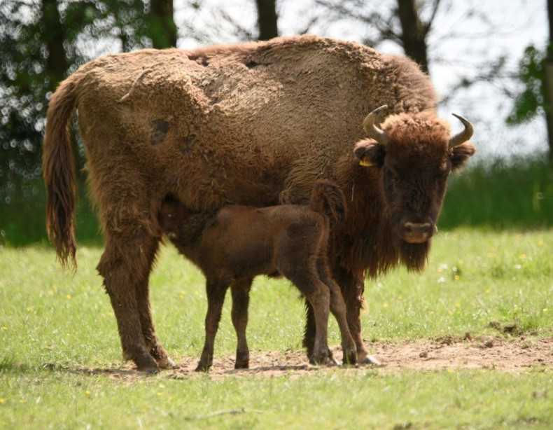 A potential candidate species for introduction to the Chernobyl area is the European bison