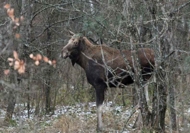 Chernobyl has also become a haven for elks, and other fauna including wolves