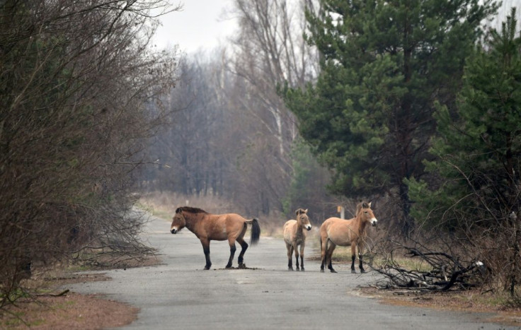 Przewalski's horses were at one time extinct in the wild but are now thriving in Chernobyl
