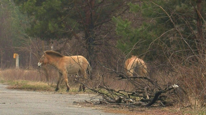 Down an overgrown country road, three startled wild horses with rugged coats and rigid manes dart into the flourishing overgrowth of their unlikely nature reserve: the Chernobyl exclusion zone.