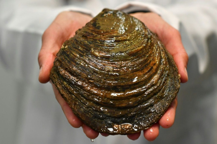 This oyster, dubbed Grand Ma by the researchers, is over 15 years old
