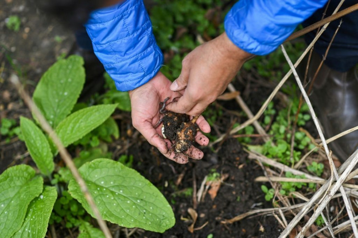 Layers of rubble were dug out and the site replanted with vibrant flowers, fruit trees, fragrant herbs, tea plants and an array of vegetables including potatoes, kale and Jerusalem artichokes