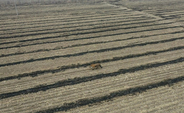 Villagers in China's far northeast were terrified by a Siberian tiger that attacked a car and pounced on a field worker