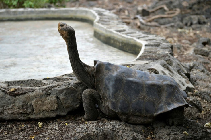 One quarter of the 2,900 species on the Galapagos Islands - including the  giant tortoise - are endemic to the archipelago