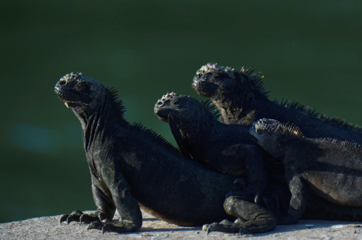 Marine iguanas bask in the sun at the Galapagos National Park on Santa Cruz Island, in the Galapagos Islands west of Ecuador