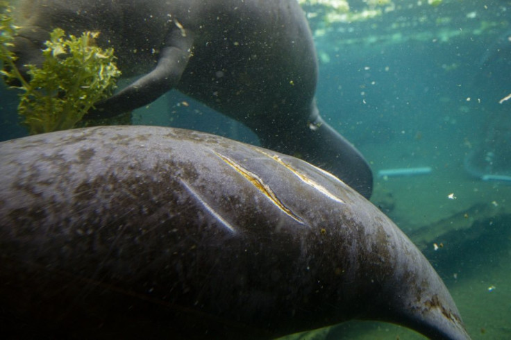 Many manatees have scars from collisions with boats, which often happen when the mammals come to the surface to breathe