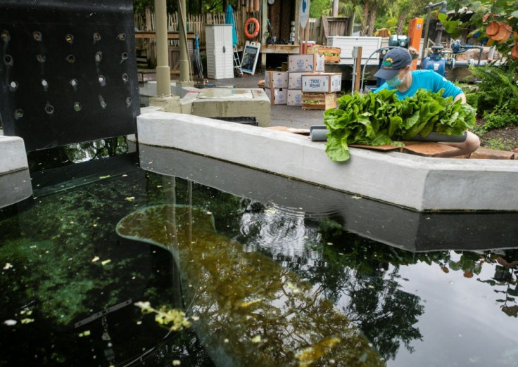 A zoo worker in Tampa feeds lettuce to the recuperating manatees