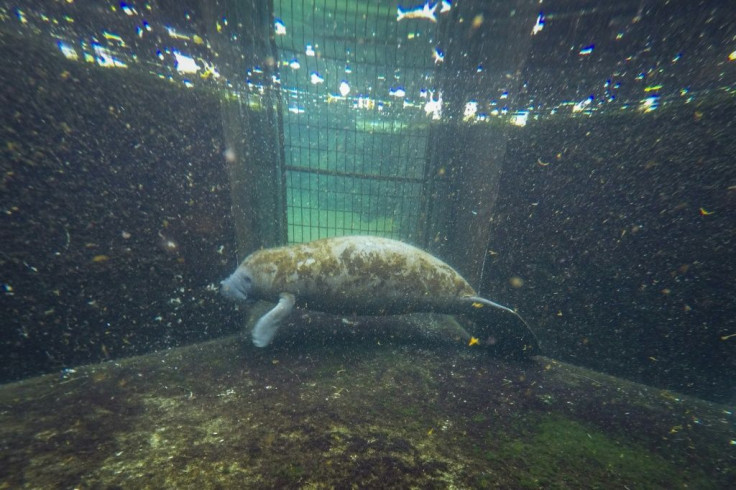 Baby manatee Lativa is recovering from severe exposure to brevetoxins, which affect the nervous system -- she is one of the lucky animals to survive a crisis affecting the gentle marine mammals in Florida