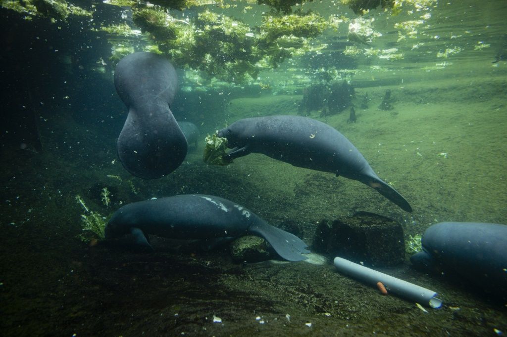 Environmental News: Florida Manatees Dying In Record Numbers | IBTimes