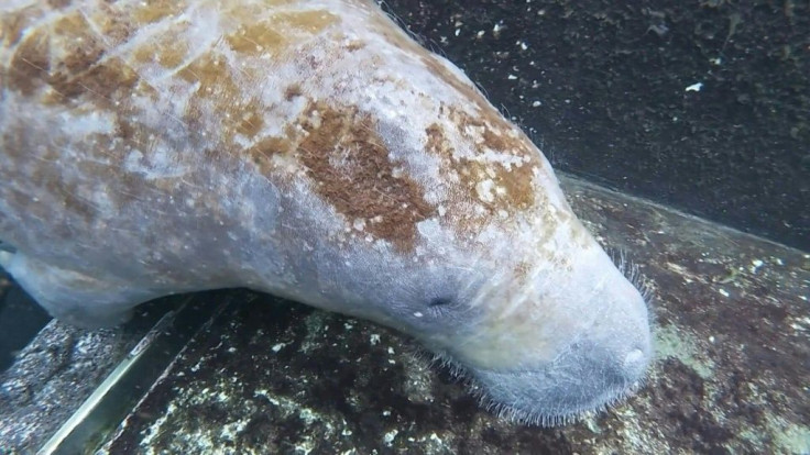 Manatees, the gentle, giant mammals of the sea are dying at an unprecedented rate in Florida,- from January 1 to mid-April, 674 manatees have been found dead, according to the Florida Fish and Wildlife Conservation Commission.