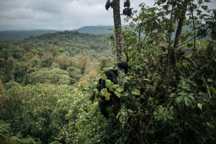 A female and a baby Grauer's gorilla, a subspecies of the Eastern gorilla, climb down a tree in Kahuzi-Biega National Park in northeastern Democratic Republic of Congo