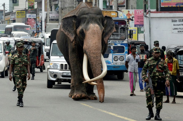 An Indian-born tusker (or bull elephant with large tusks) being escorted by security personnel as he walks on the outskirts of Colombo, Sri Lanka in September 2019. Elephants in Sri Lanka are listed as endangered