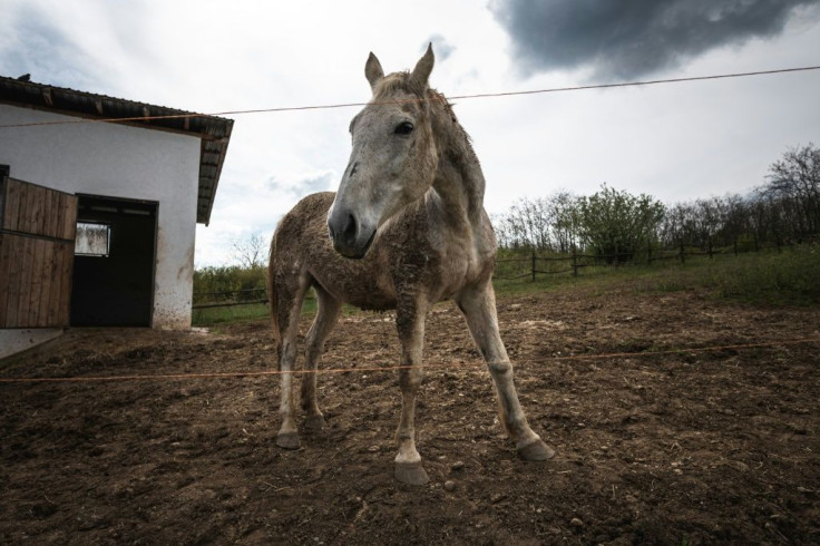 The sight of malnourished horses, harnessed and whipped while dragging carts, is common in Serbia -- something that Zeljko Ilicic felt he had seen enough of