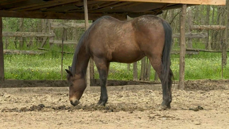 The Old Hill horse sanctuary in Serbia provides shelter for abused and abandoned horses and other animals. However, it lacks funding and runs thanks to the enthusiasm of a handful of volunteers as well as solidarity from the local community. "We're a hors
