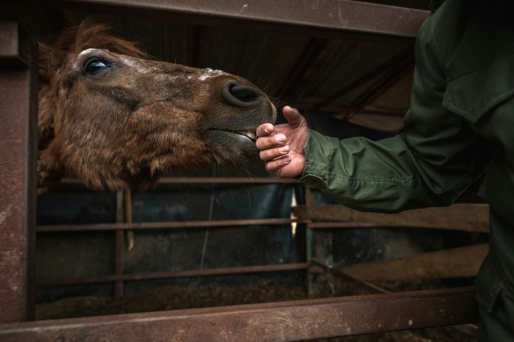 Last year, some 19 tortured and exhausted horses arrived after being seized by police investigating an international animal smuggling ring