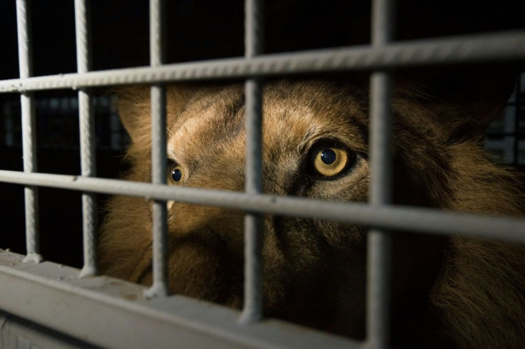 The practice of hunting lions raised in captivity has long been controversial in South Africa, where a large number of animals are confined to pens ringed with electric fences