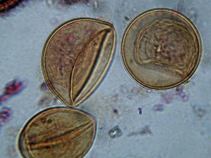 Tapeworm (Taenia) eggs