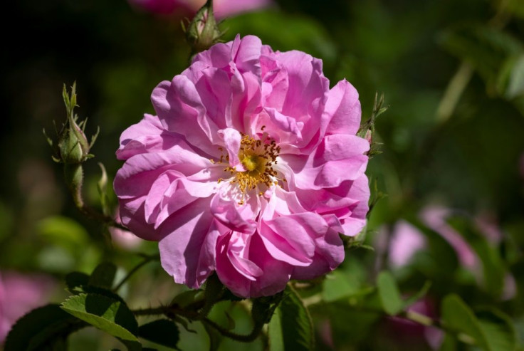 Many of the flowers are the Rosa Damascena, a variety introduced in the days of the caravan trade