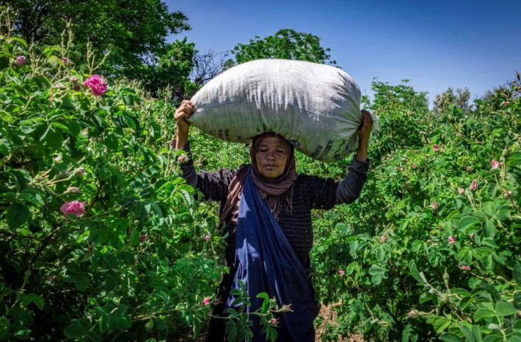 Picking roses is tough work in the blazing sun, with 20 kilos of flowers earning a worker just under seven dollars