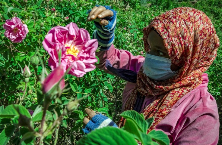 A worker harvests roses, but the industy has been hit by the impact of the Covid-19 pandemic