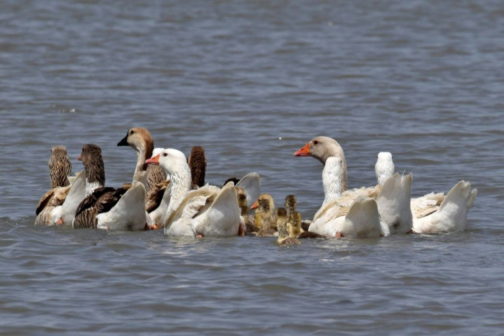 Iraq's marshes, reputed to be the home of the biblical Garden of Eden, face the dual threat of poor wastewater management and climate change