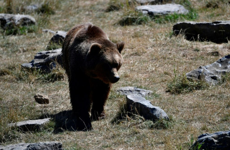 Romania is thought to have more than 6,000 brown bears, Europe's largest population.