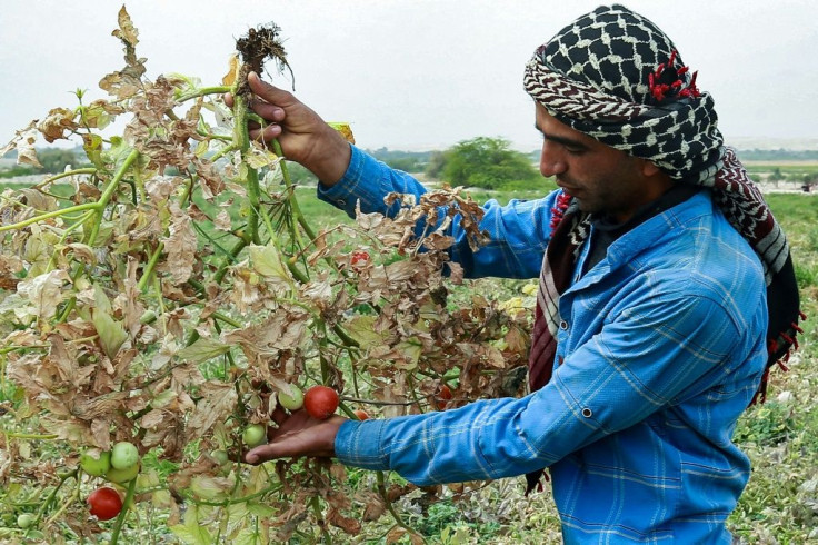 Jordanian farmer Ahmad Daoud, 25, shows a branch of a tomato plant that has dried out