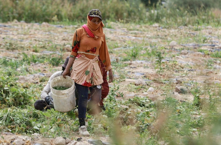 A Jordanian woman harvests green beans at a farm  in Ghor al-Haditha, south of the capital Amman