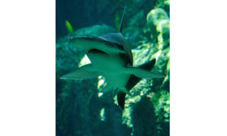 A Bonnethead shark swims at the Aquarium of the Pacific in Long Beach, California