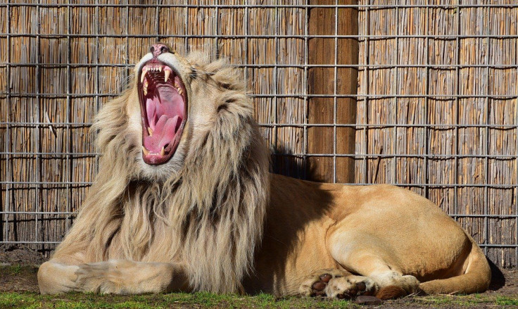 Lion Yawn